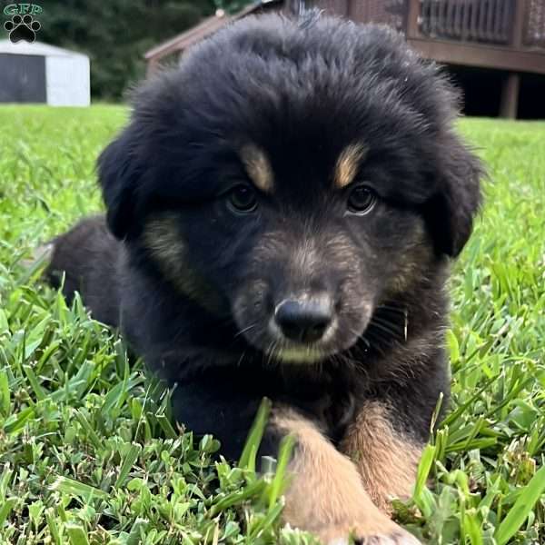 Elsa, Australian Shepherd Puppy