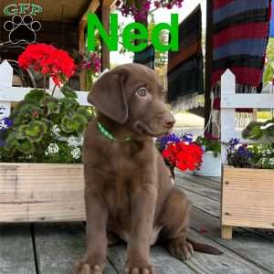 Ned, Chocolate Labrador Retriever Puppy