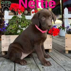 Nettie, Chocolate Labrador Retriever Puppy