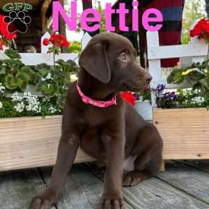 Nettie, Chocolate Labrador Retriever Puppy