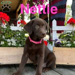 Nettie, Chocolate Labrador Retriever Puppy