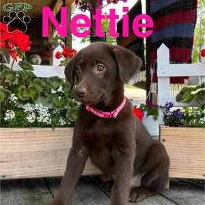 Nettie, Chocolate Labrador Retriever Puppy