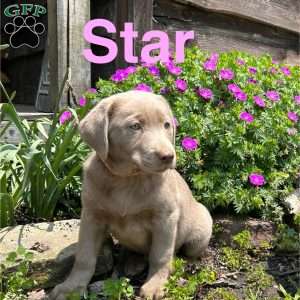 Star, Silver Labrador Retriever Puppy