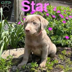 Star, Silver Labrador Retriever Puppy