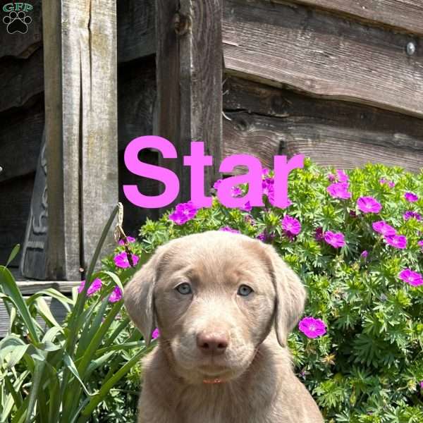 Star, Silver Labrador Retriever Puppy