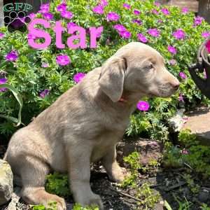 Star, Silver Labrador Retriever Puppy