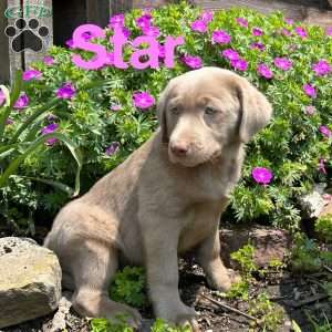 Star, Silver Labrador Retriever Puppy