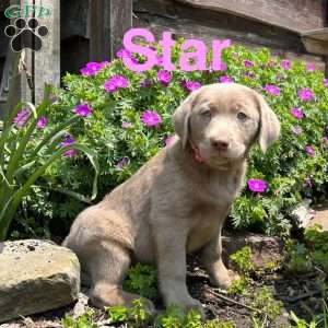 Star, Silver Labrador Retriever Puppy