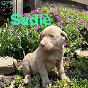 Sadie, Silver Labrador Retriever Puppy