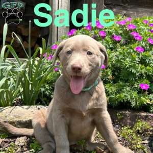 Sadie, Silver Labrador Retriever Puppy