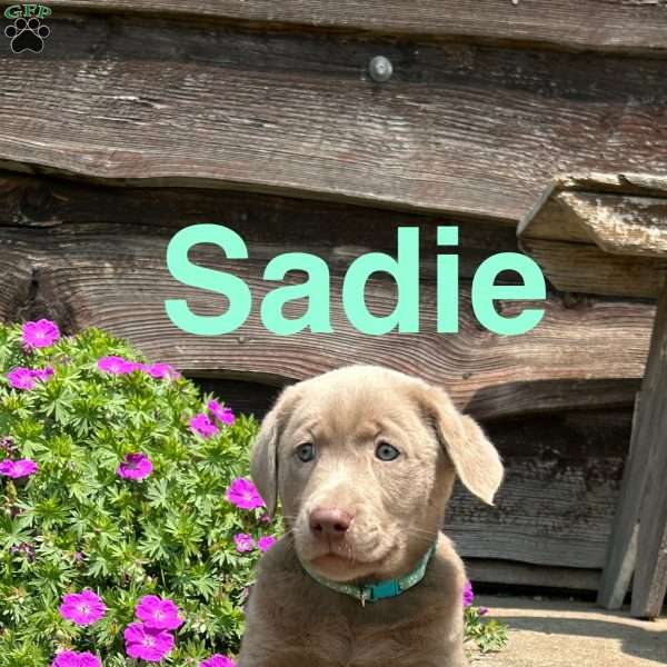 Sadie, Silver Labrador Retriever Puppy