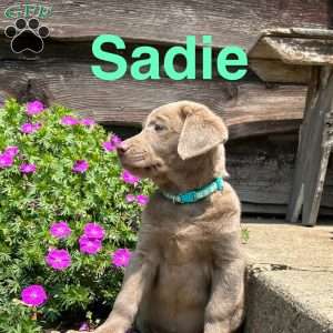 Sadie, Silver Labrador Retriever Puppy