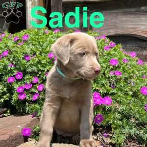 Sadie, Silver Labrador Retriever Puppy