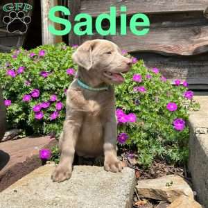 Sadie, Silver Labrador Retriever Puppy