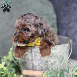 Arthur, Mini Bernedoodle Puppy