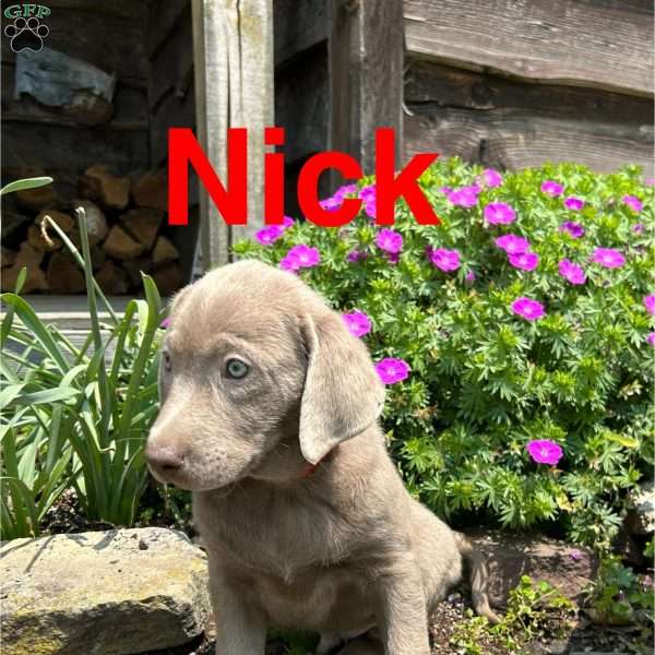 Nick, Silver Labrador Retriever Puppy