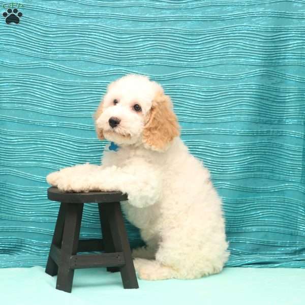 Keisha, Cockapoo Puppy