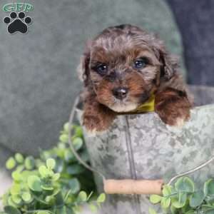 Arthur, Mini Bernedoodle Puppy