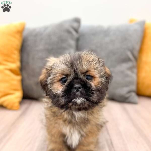 Alfie, Lhasa Apso Puppy