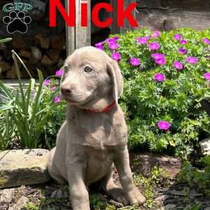 Nick, Silver Labrador Retriever Puppy