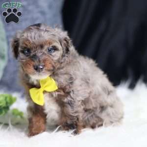 Arthur, Mini Bernedoodle Puppy