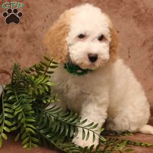 Keisha, Cockapoo Puppy