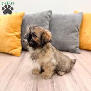 Alfie, Lhasa Apso Puppy