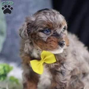 Arthur, Mini Bernedoodle Puppy