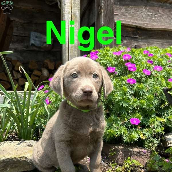 Nigel, Silver Labrador Retriever Puppy