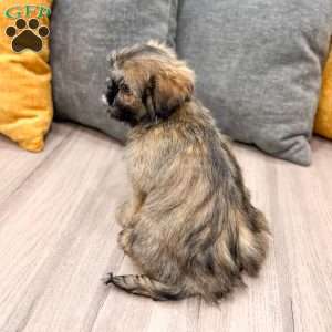 Alfie, Lhasa Apso Puppy