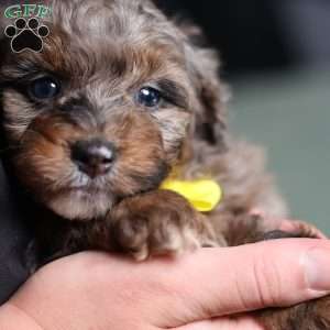 Arthur, Mini Bernedoodle Puppy