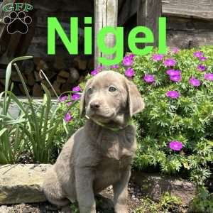 Nigel, Silver Labrador Retriever Puppy
