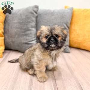 Alfie, Lhasa Apso Puppy