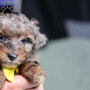 Arthur, Mini Bernedoodle Puppy