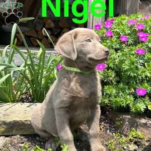 Nigel, Silver Labrador Retriever Puppy