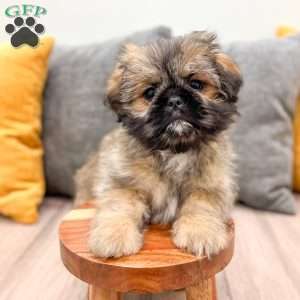 Alfie, Lhasa Apso Puppy