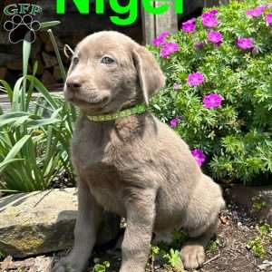 Nigel, Silver Labrador Retriever Puppy