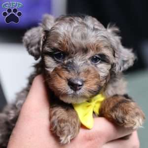 Arthur, Mini Bernedoodle Puppy
