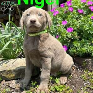 Nigel, Silver Labrador Retriever Puppy