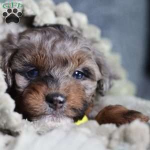 Arthur, Mini Bernedoodle Puppy