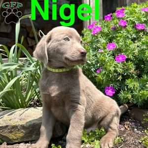 Nigel, Silver Labrador Retriever Puppy