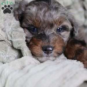 Arthur, Mini Bernedoodle Puppy