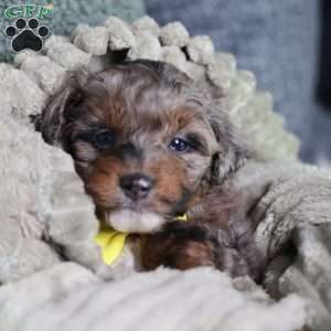 Arthur, Mini Bernedoodle Puppy