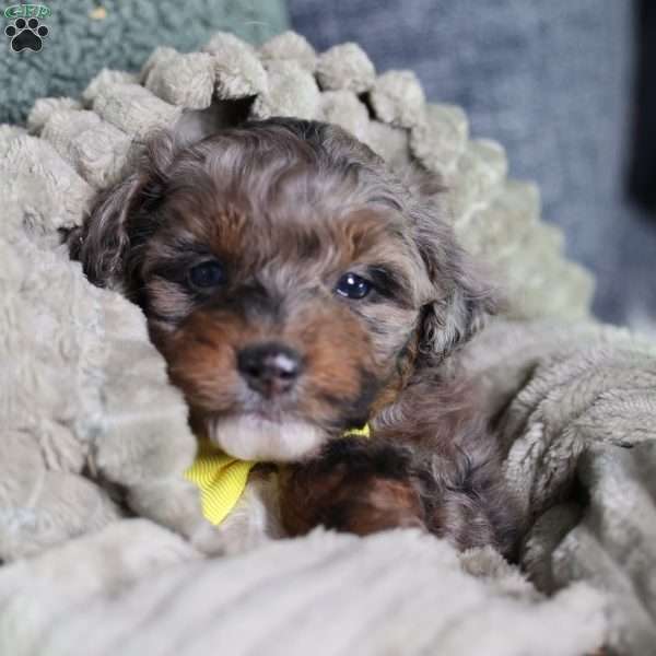 Arthur, Mini Bernedoodle Puppy