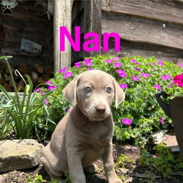 Nan, Silver Labrador Retriever Puppy