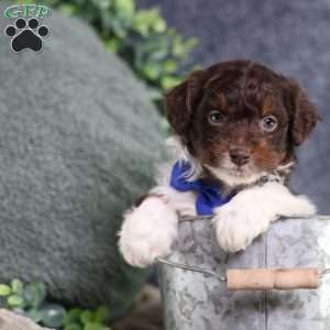 Arch, Mini Bernedoodle Puppy