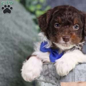 Arch, Mini Bernedoodle Puppy