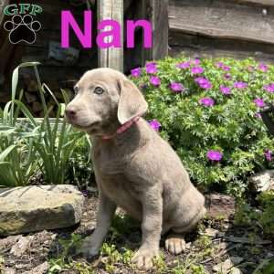 Nan, Silver Labrador Retriever Puppy