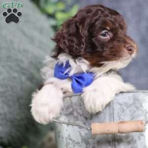 Arch, Mini Bernedoodle Puppy