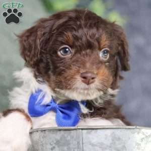 Arch, Mini Bernedoodle Puppy